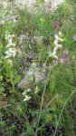 Ophrys apifera